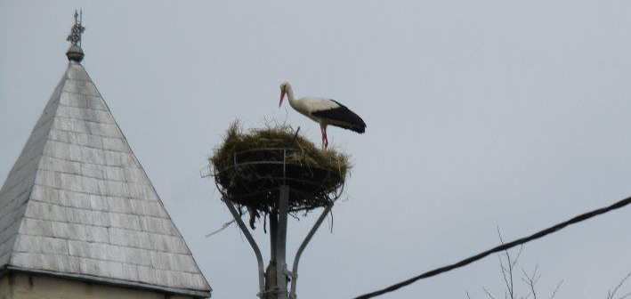 Stork in a nest on top of a power pole